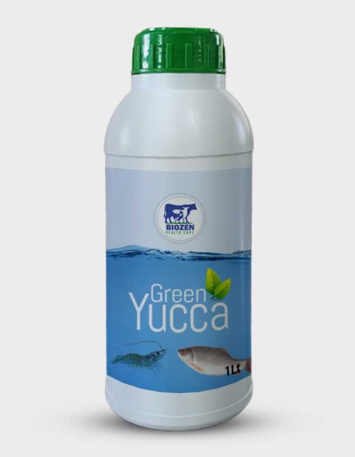 GREEN YUCCA
